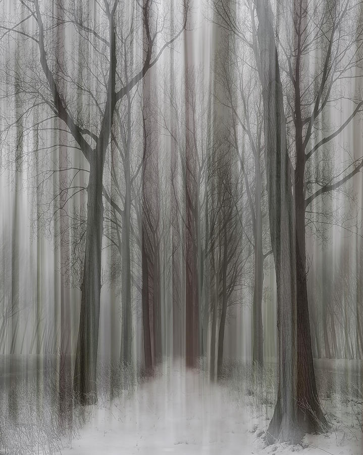 Winter Photograph - Winter Walz by Yvette Depaepe