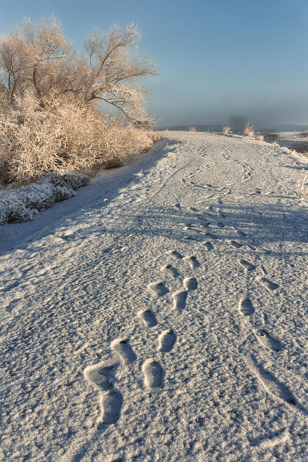 Winter Wander Photograph by Kathleen Bishop
