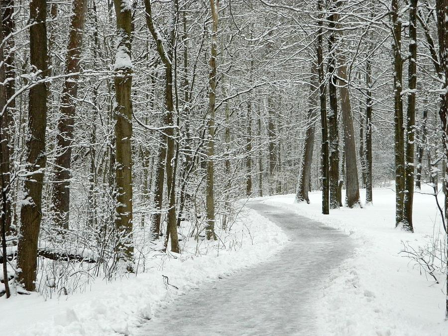 Winter Wander Photograph