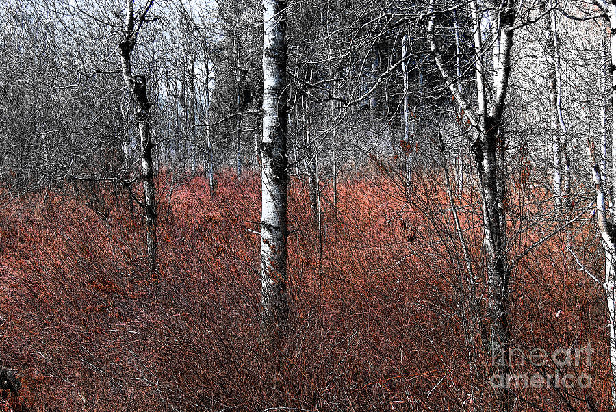 Winter Wetland I Photograph by Jani Freimann