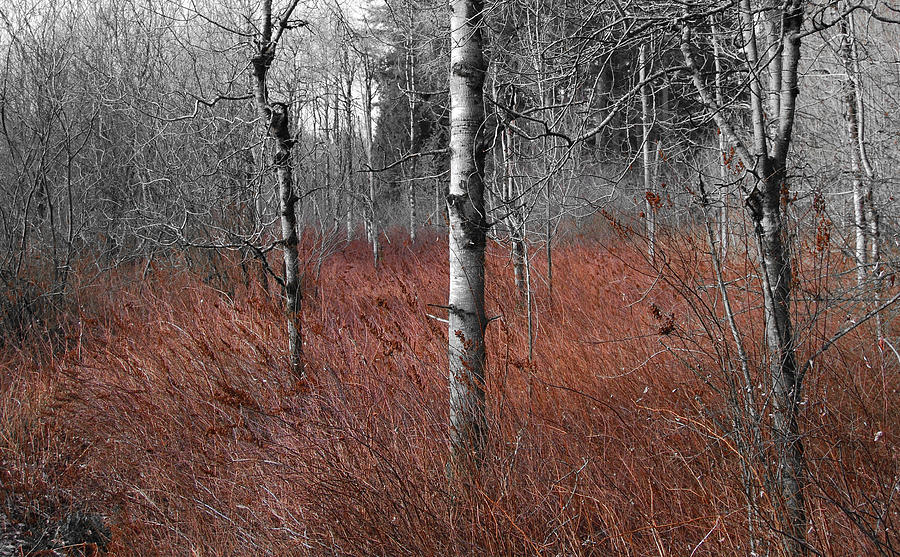 Winter Wetland Photograph by Jani Freimann