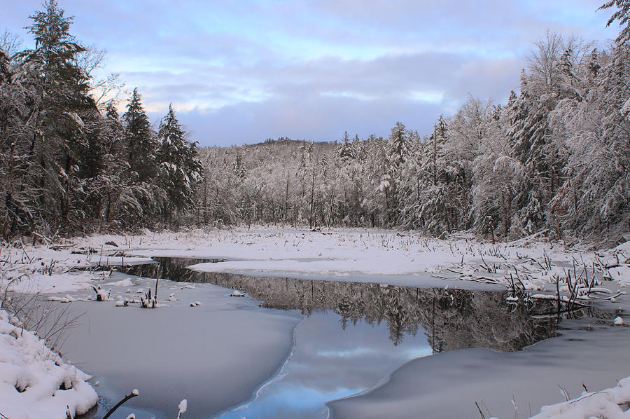 Winter Wetland Photograph by John Burk - Fine Art America