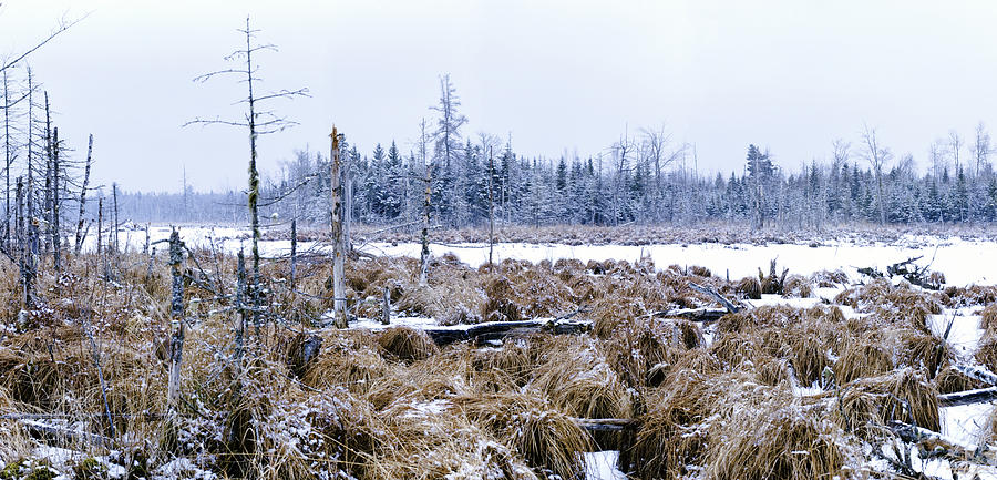 Winter Wetland Snowscape Photograph by Marty Saccone