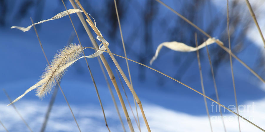 Winter Photograph - Winter Wheat by Denise Lilly