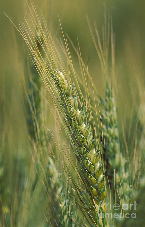 Winter Wheat Triticum Aestivum Photograph by Ron Sanford