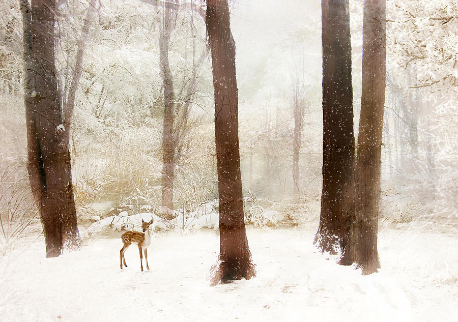 Winter Whimsy Photograph by Jessica Jenney