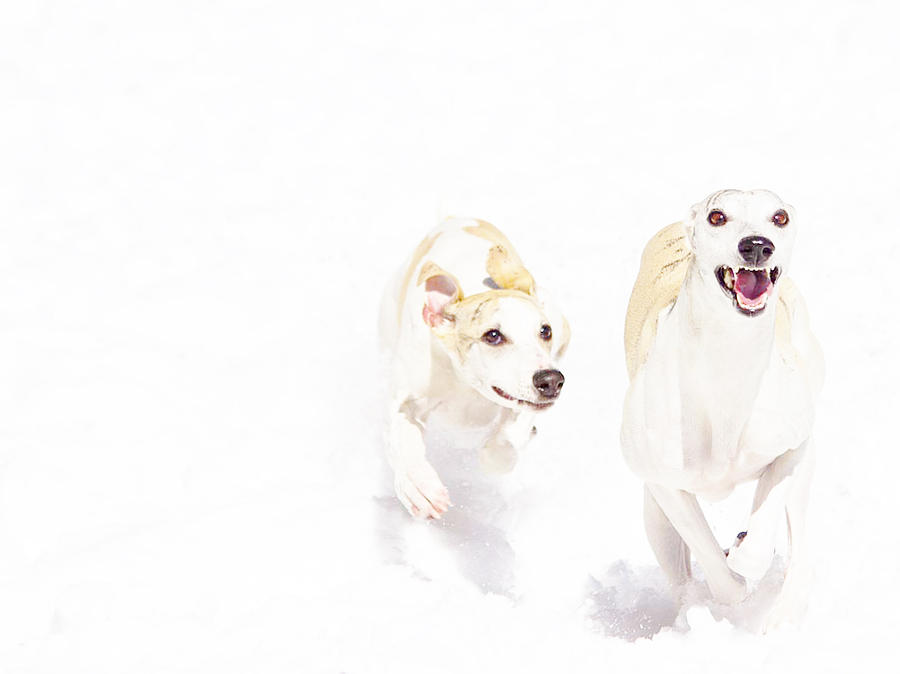 Winter Whippet Good Photograph by Danielle and Peter Jacobsen