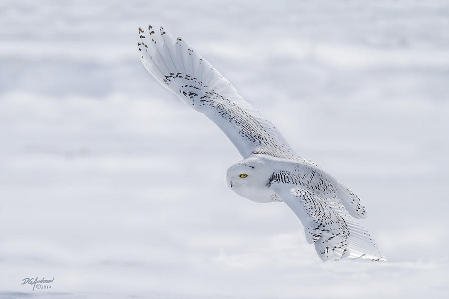 Winter White flyby Photograph by Don Anderson