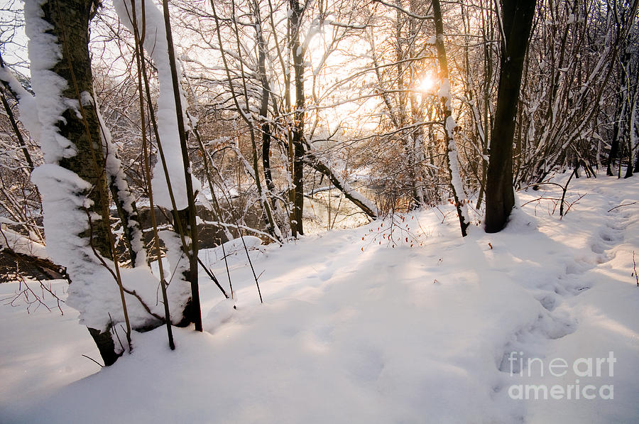 Winter white forest Photograph by Michal Bednarek