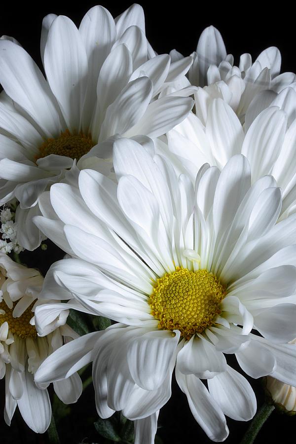 Flower Photograph - Winter White by Joe Kozlowski