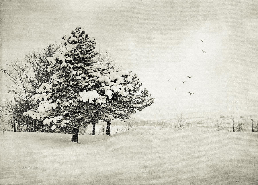 Winter White Photograph by Julie Palencia