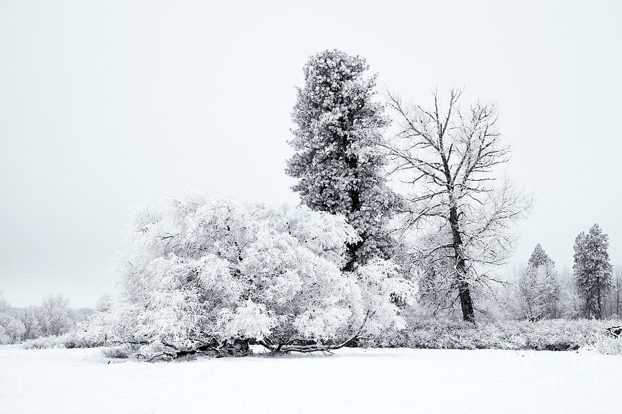 Winter White Photograph By Michael Dawson - Fine Art America