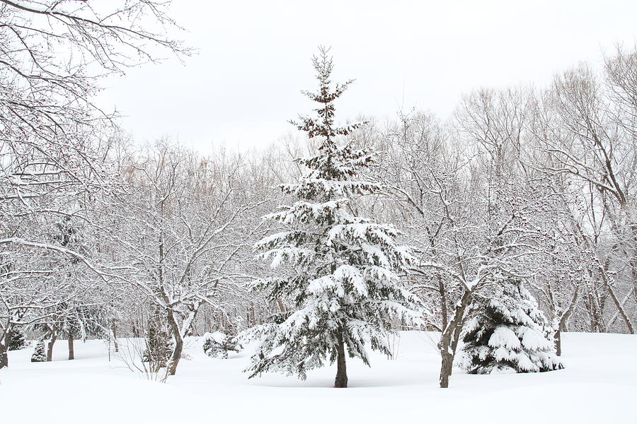 Winter White-out Photograph by Doris Potter