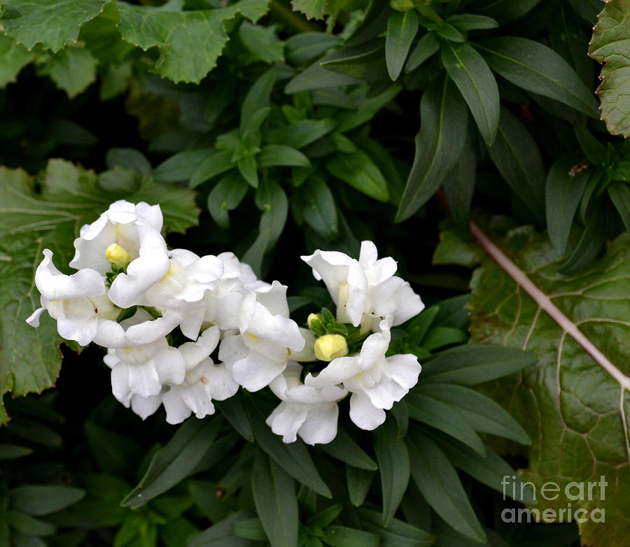 Flower Photograph - Winter White Snapdragons by Eva Thomas