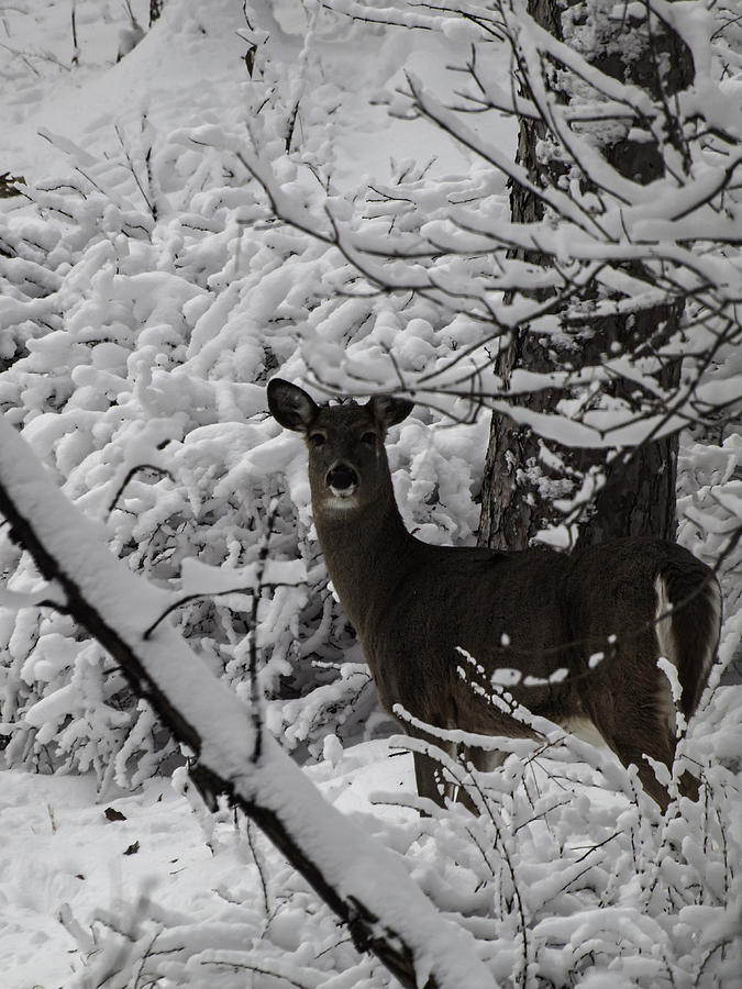Winter Whitetail 1 Photograph by Thomas Young