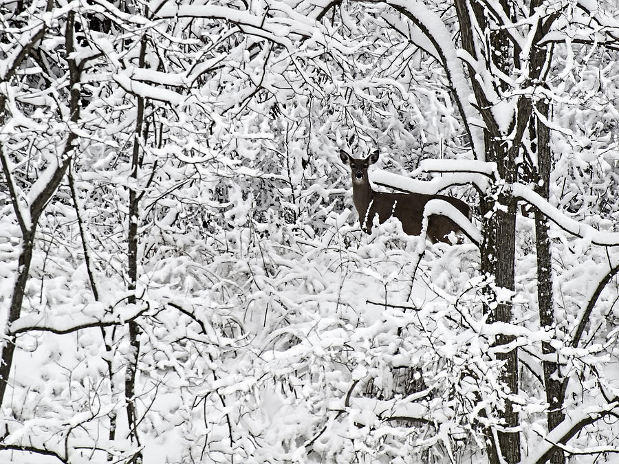 Deer Photograph - Winter Whitetail 2 by Thomas Young