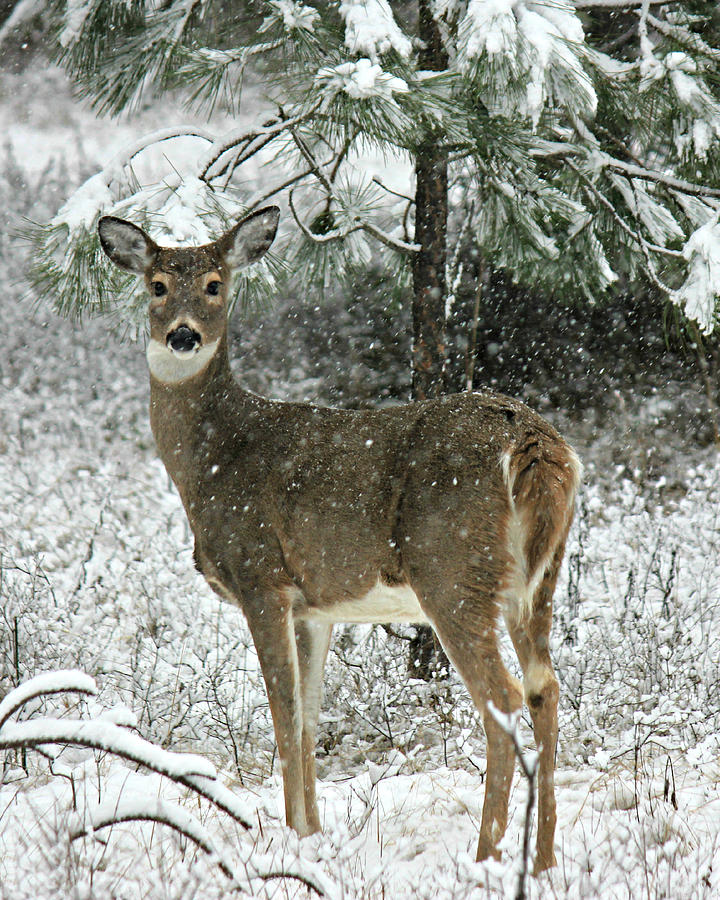 Deer Photograph - Winter Whitetail by Connie Zarn