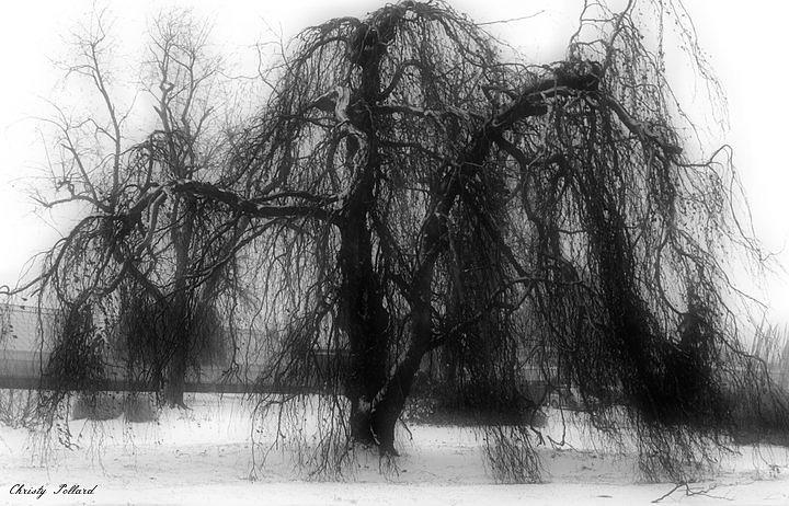 Tree Photograph - Winter Willow by Christy Pollard