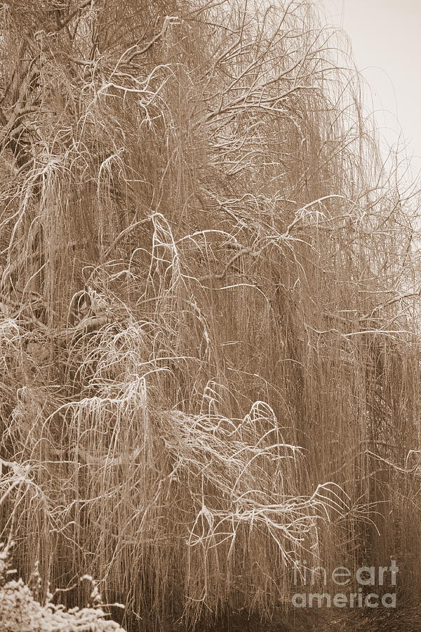 Winter Willow in Sepia Photograph by Carol Groenen