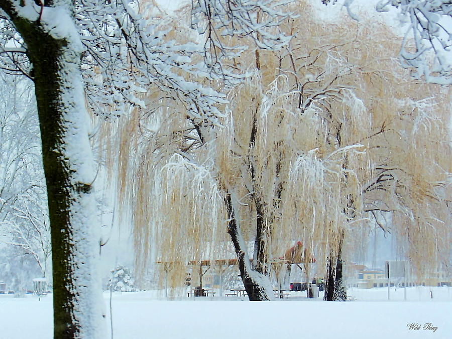 Winter Willow Photograph by Wild Thing