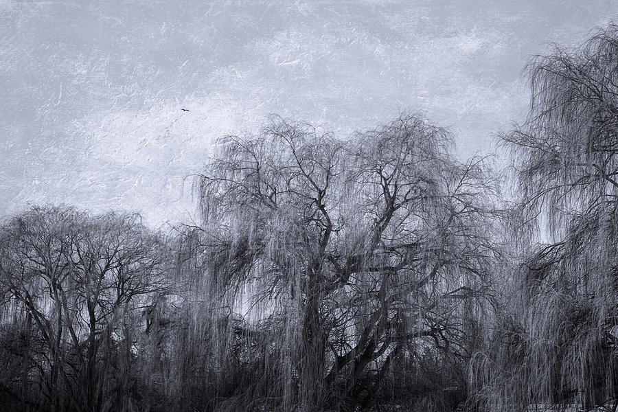 Winter Willows Photograph by Kathy Bassett