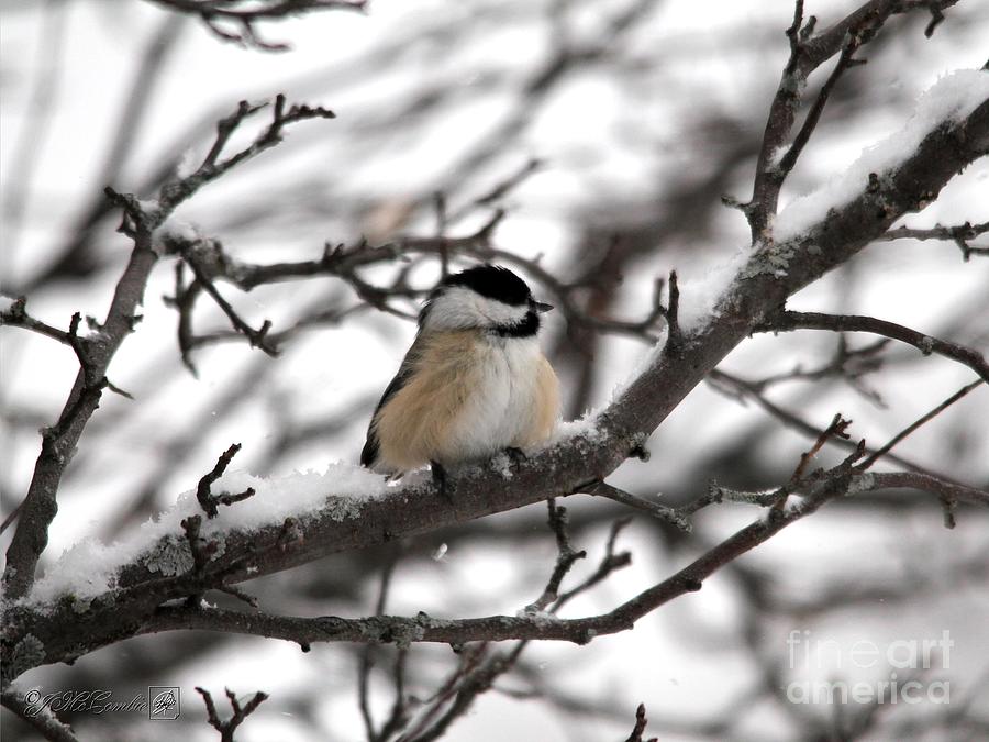 Winter Windblown Black-Capped Chickadee Photograph by J McCombie