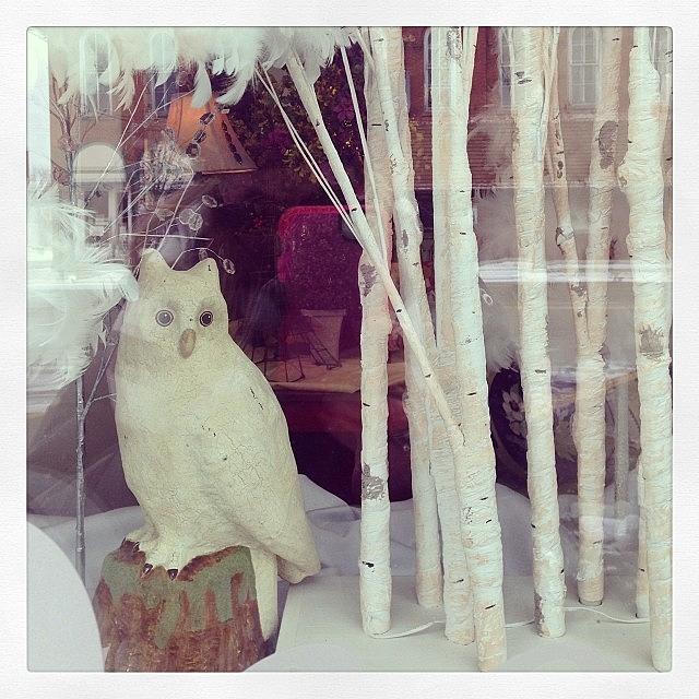 Owl Photograph - Winter Window Display #homermi #daphnes by Jean Compton