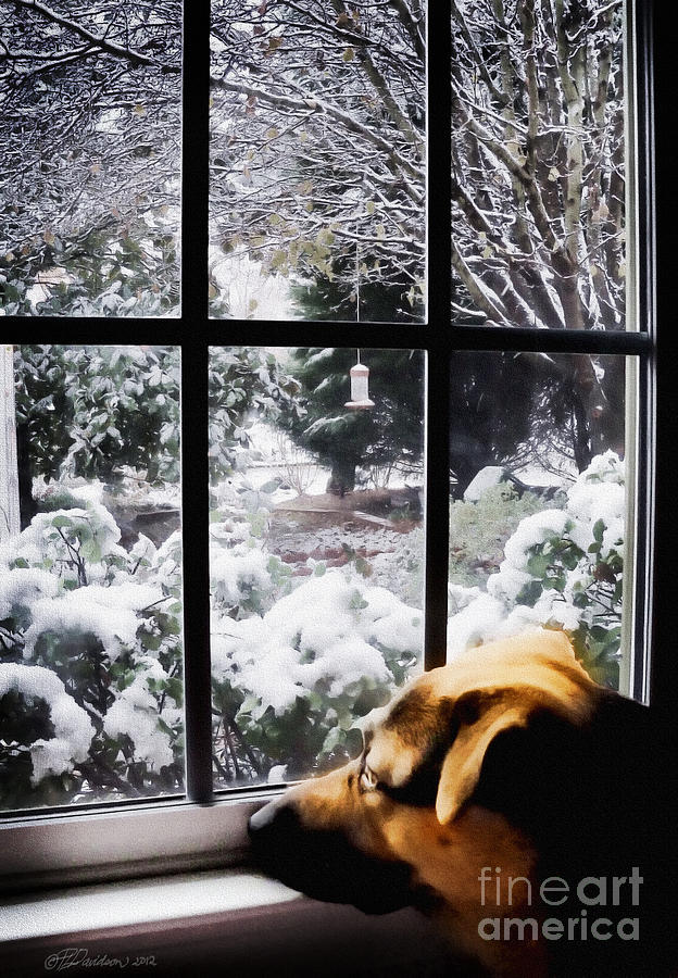 Winter Window View Photograph by Pat Davidson