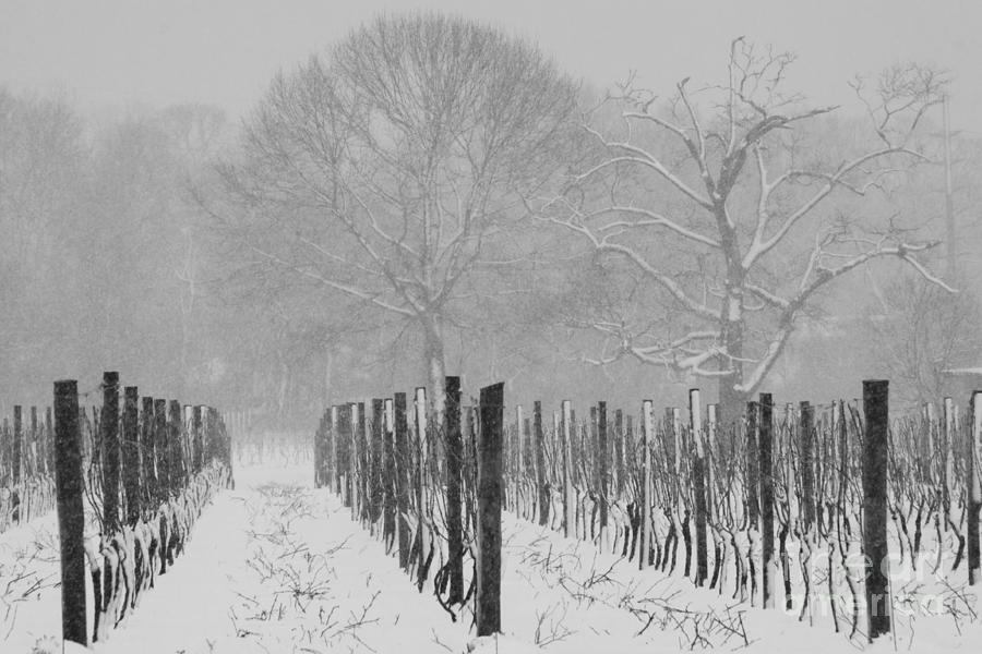 Winter Wine Photograph by Steven Macanka