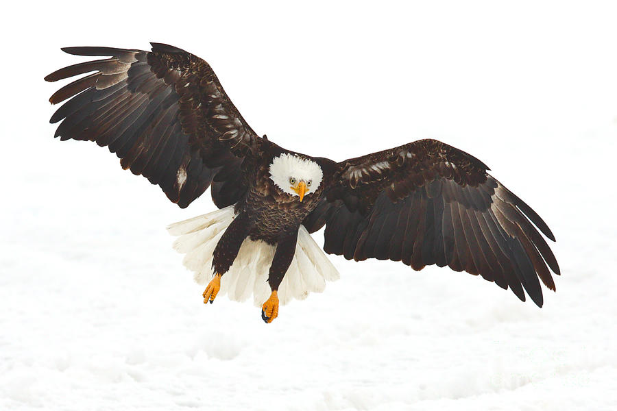 Winter Wings Photograph by Bill Singleton