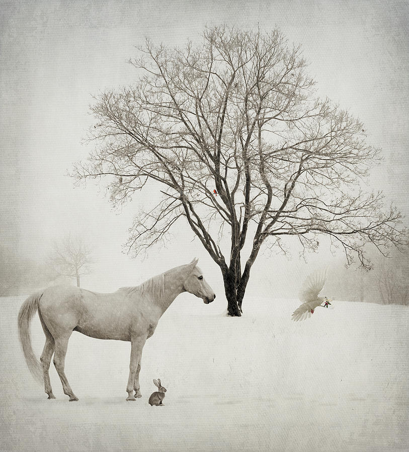 Winter Wishes Photograph by Laura Palazzolo