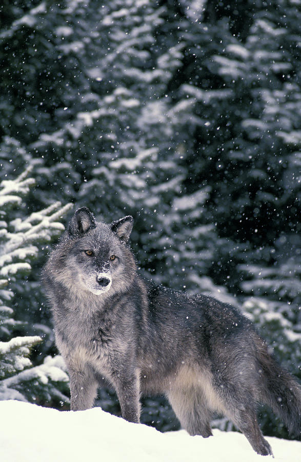Winter Photograph - Winter Wolf by Animal Images
