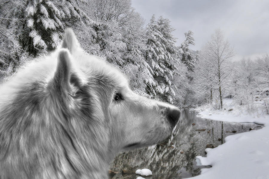 Winter Wolf Photograph by Lori Deiter