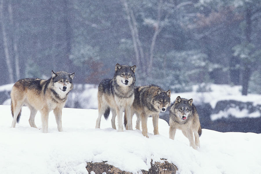 Winter Wolf Pack Photograph by D Robert Franz