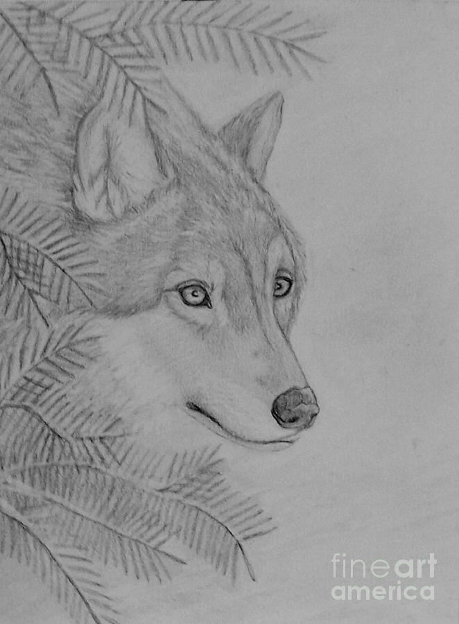 Winter Wolf Drawing by Peggy Miller