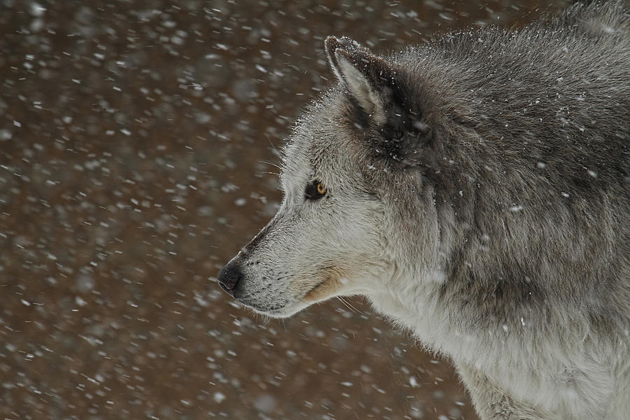 Winter Wolf Photograph by Steve McKinzie