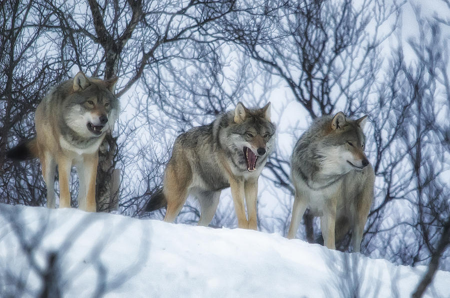 Winter Wolves Photograph by Wade Aiken