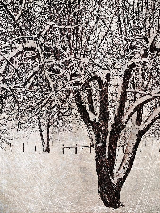 Winter Wonder 1 Digital Art by Maria Huntley