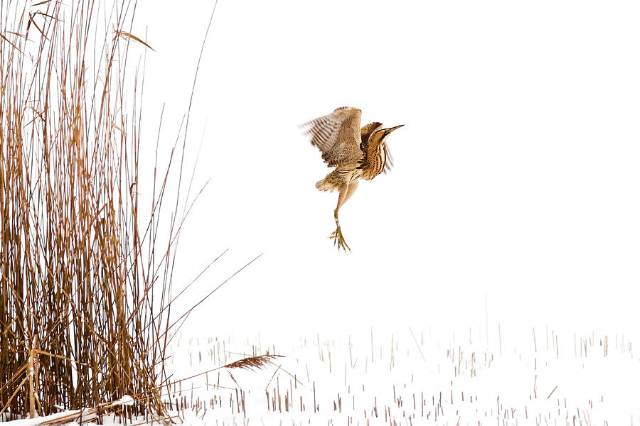 Heron Photograph - Winter Wonder Dance - Eursian Bittern in the snow by Roeselien Raimond