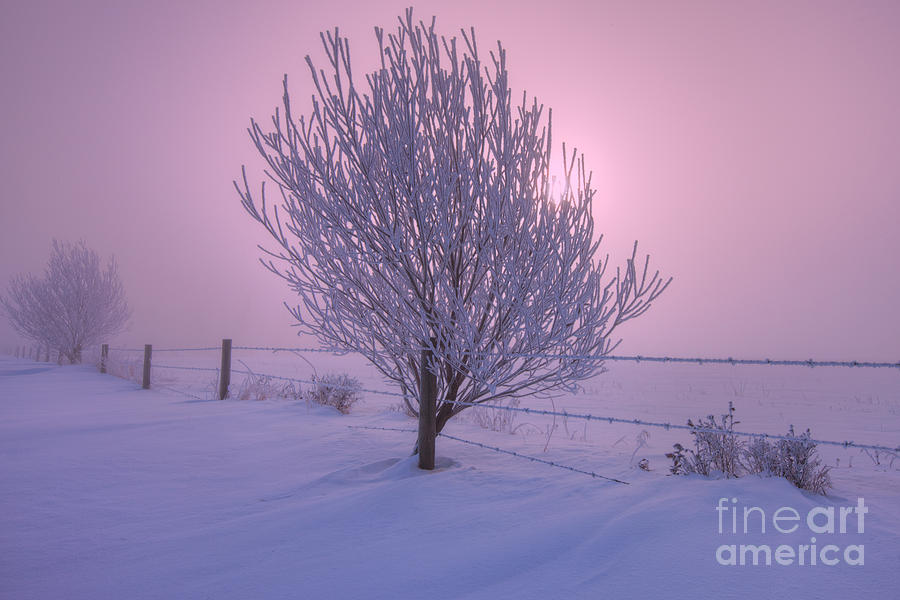Winter Photograph - Winter Wonder Land by Dan Jurak