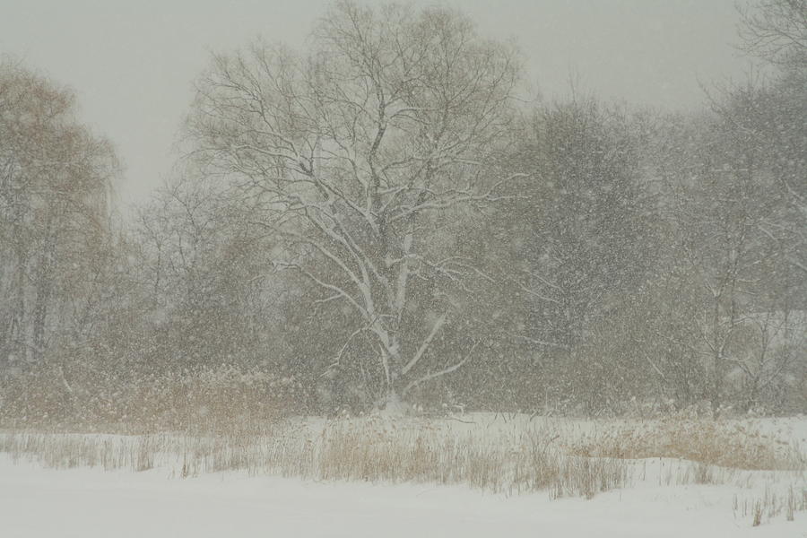 Winter Photograph - Winter Wonderland # 4 by Dennis Pintoski