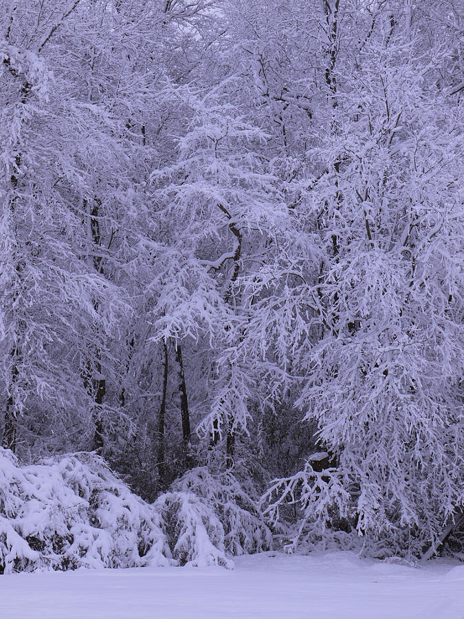 Winter Wonderland 1 Photograph by Mike McGlothlen