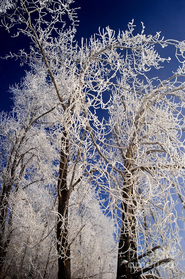 Winter Wonderland 7 Photograph by Terry Elniski