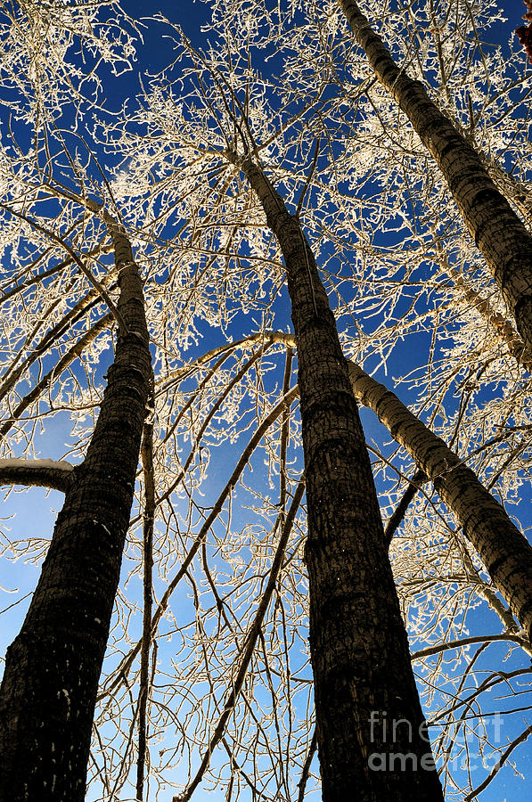 Winter Wonderland 8 Photograph by Terry Elniski