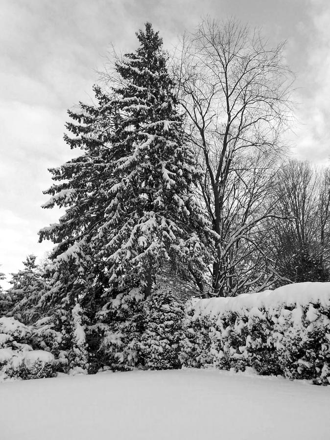 Winter Wonderland B N W Photograph By Richard Andrews - Fine Art America