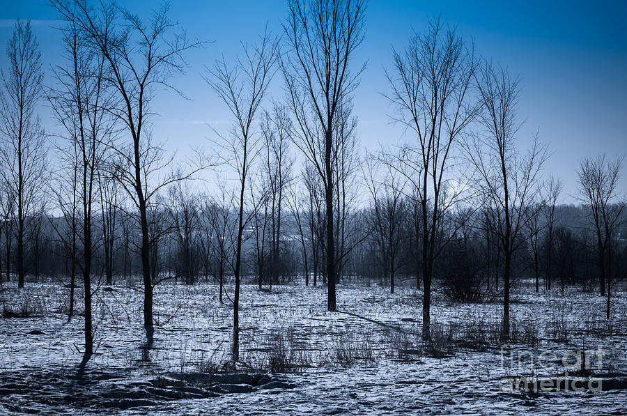 Winter Wonderland Photograph by Bianca Nadeau