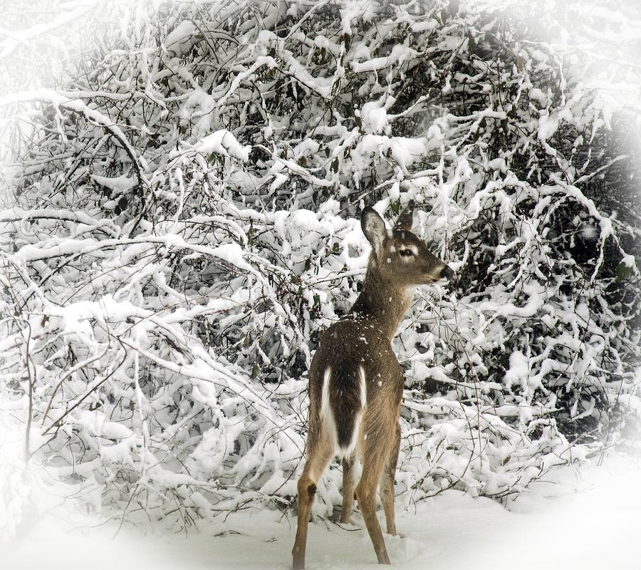 Winter wonderland Photograph by Bruce Pritchett
