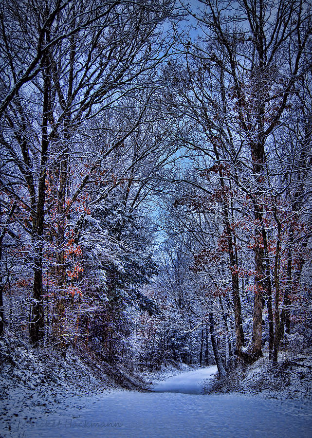 Winter Photograph - Winter Wonderland by Cricket Hackmann