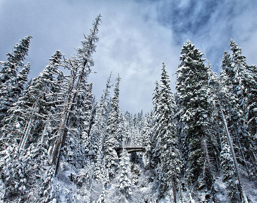 Winter Wonderland Photograph by Darren White