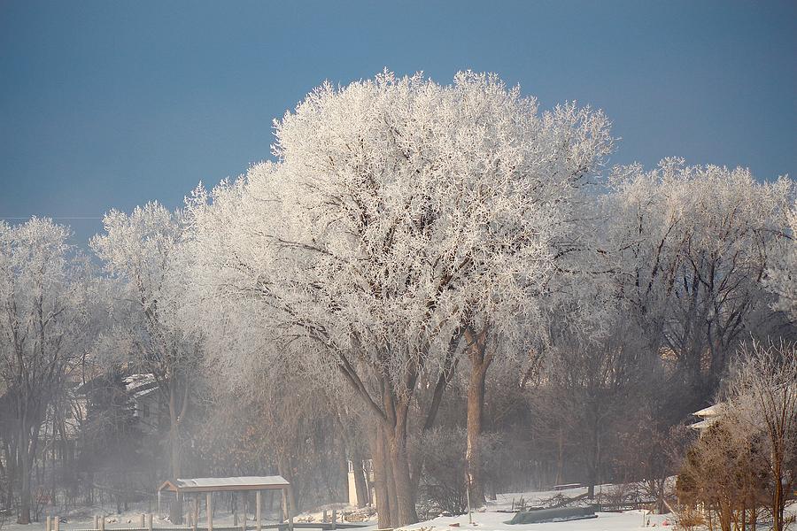 Winter Wonderland Photograph by John Dart